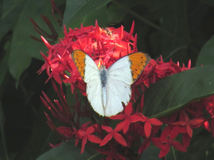 石垣③大型蝶：ｵｵｺﾞﾏﾀﾞﾗ､ﾂﾏﾍﾞﾆﾁｮｳ､ﾐｶﾄﾞ・ｸﾛ・ｼﾛｵﾋﾞ・ﾔｴﾔﾏ・ｵｷﾅﾜｶﾗｽ