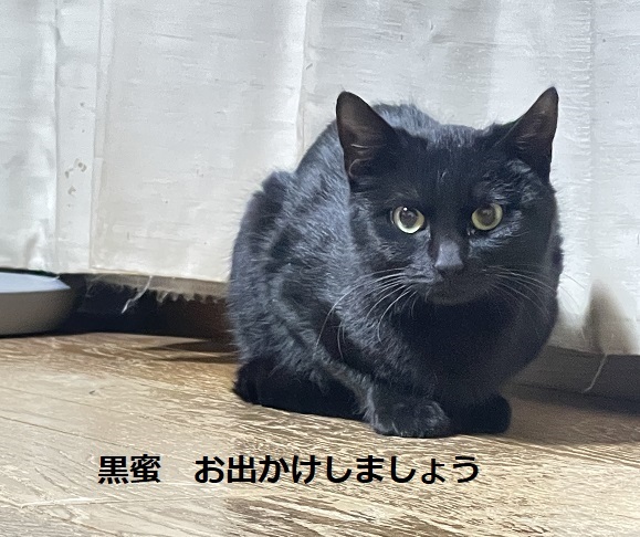 おめでとうススちゃん（黒蜜） | サクラねこ名古屋