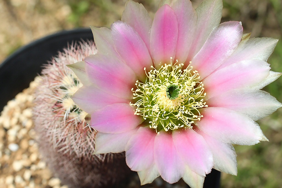 Shabomaniac! 風変わりな花。