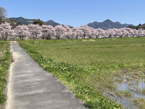 奈良 宇陀 水分桜【延々と続く桜並木】～水分神社～吉野 又兵衛桜～津