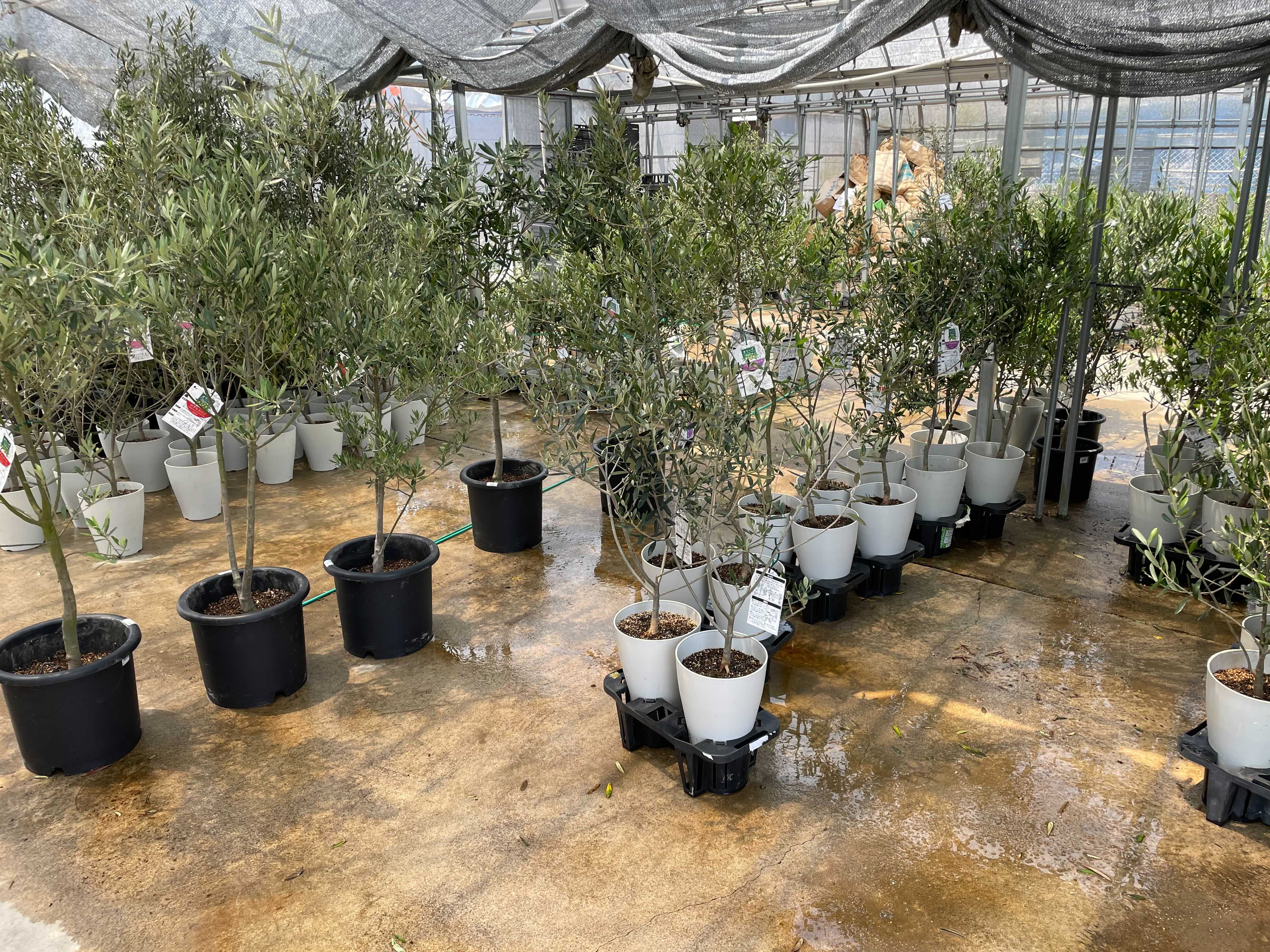 オリーブの木 5号 （高さ約60cm）瀬戸内産 品種はお任せの通販