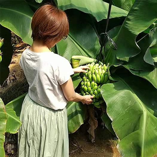 バナナの苗販売｜知多ばなな｜知多半島で育った国産バナナ