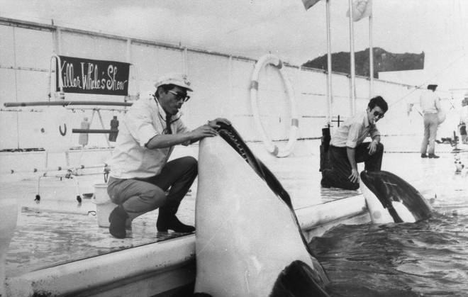 鴨川シーワールド、海獣シャチと歩んだ半世紀 国内初の繁殖成功の裏で