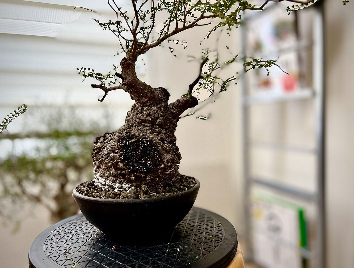 SERIES4】オペルクリカリア・パキプス現地球の発根管理日記