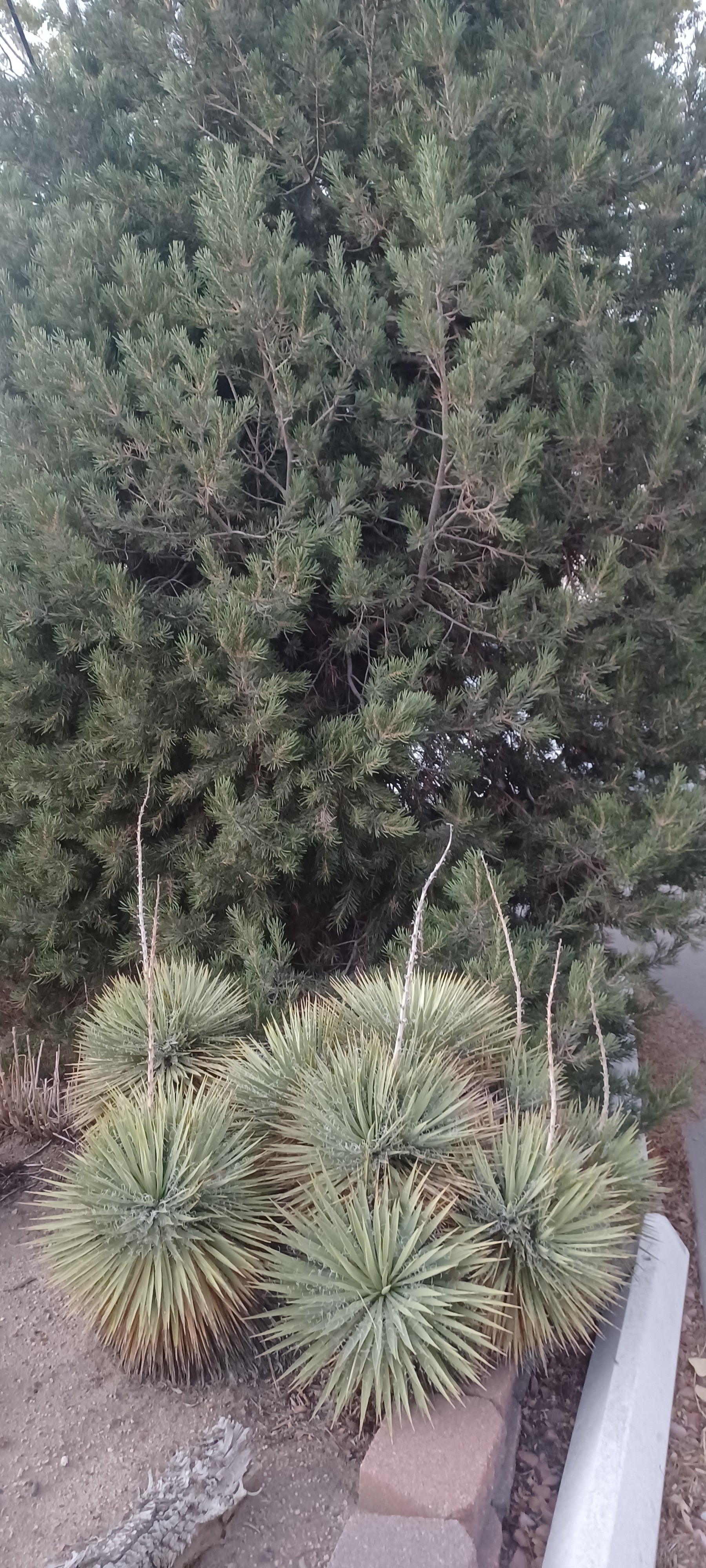 YU016: Yucca nana COLD HARDY CACTUS – COLDHARDYCACTUS