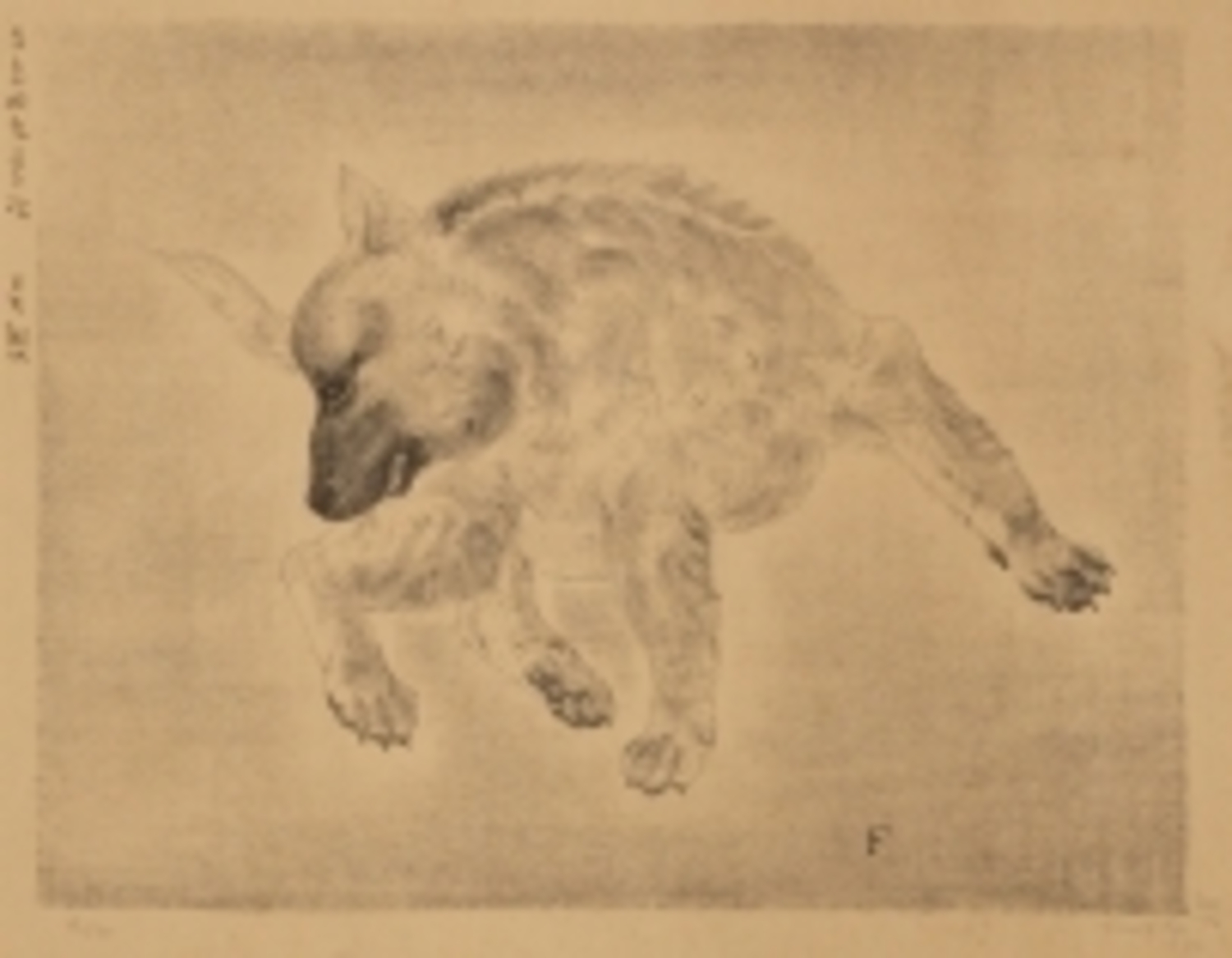 犬|藤田嗣治 |所蔵作品検索｜国立西洋美術館