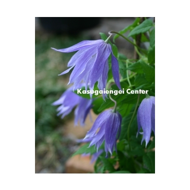 八重咲きクレマチス（アトラゲネ系）【マクロペタラ ウェッセルトン