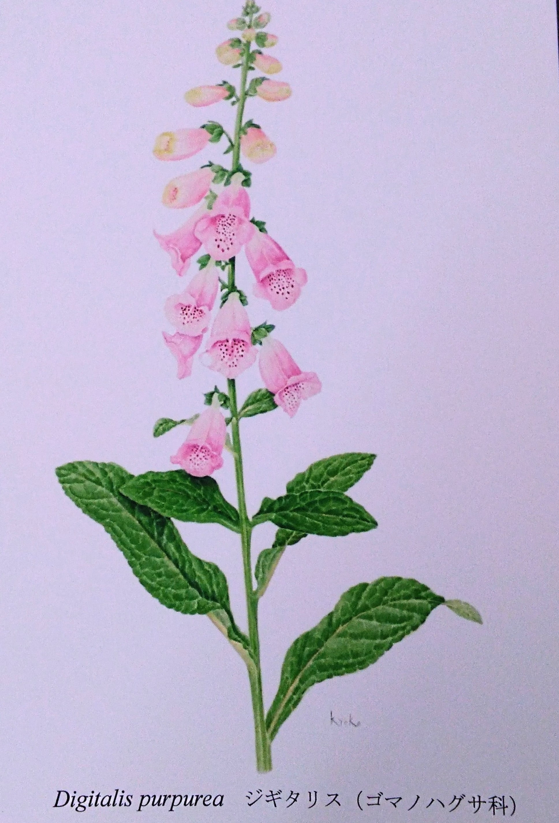 ボタニカルアート(植物画)｜つかしんカルチャーセンター｜グンゼタウン