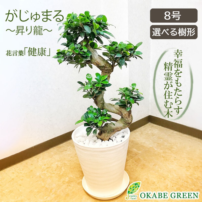 ガジュマル 昇り竜 8号セラアート鉢 白軽石｜郵便局のネットショップ