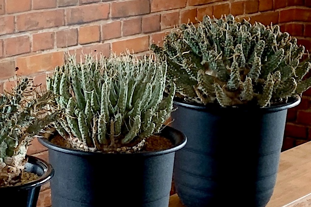 植物欲を掻き立てる「タコモノ系ユーフォルビア」。 | Dig-it [ディグ