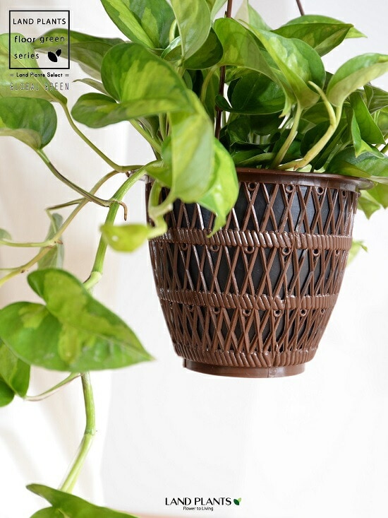 dショッピング |ポトス（グローバルグリーン） 5号 ハンギングポット