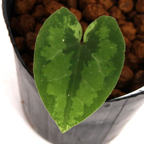 dショッピング |（山野草）カンアオイ（寒葵）サカワサイシン（佐川細