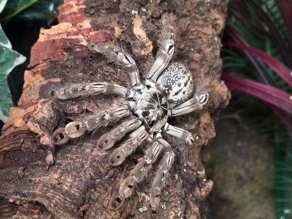 Tarantula Toxin Could Treat IBD-Induced Pain - Drug Discovery and