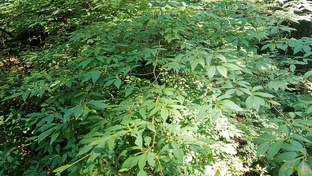 クロモジ蒸留水 150ml: 近畿エリア│DISCOVER WEST mall 【JR西日本