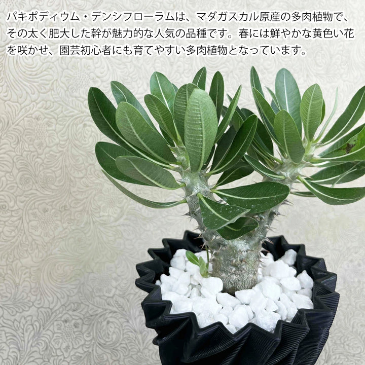 imgrc0142893209_720x.webp?v=