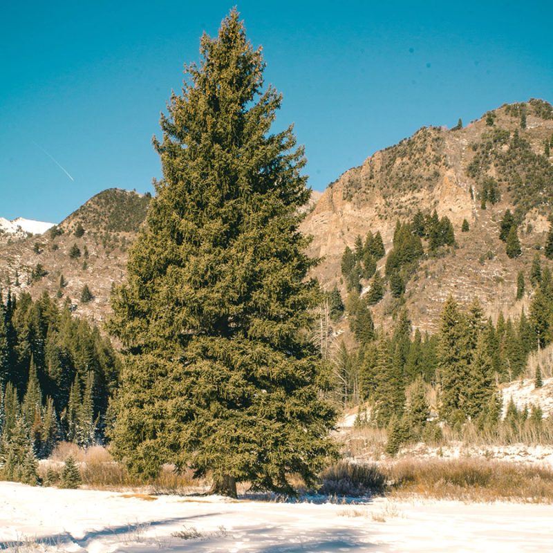 木のうんちく-第5回「シンボルツリーが象徴するもの」 | エコロキア