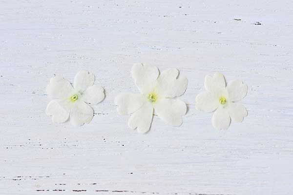 ドライ食用花バーベナホワイト | EDIBLE GARDEN