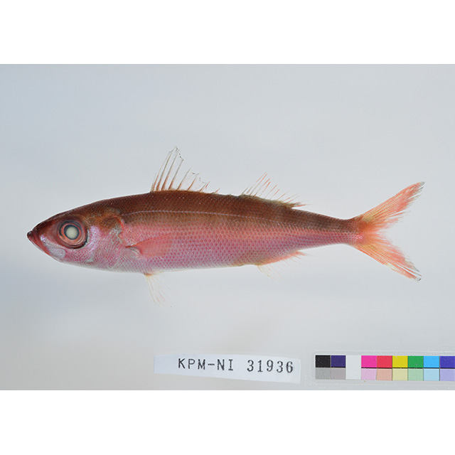 魚類写真資料データベース - KPM-107181