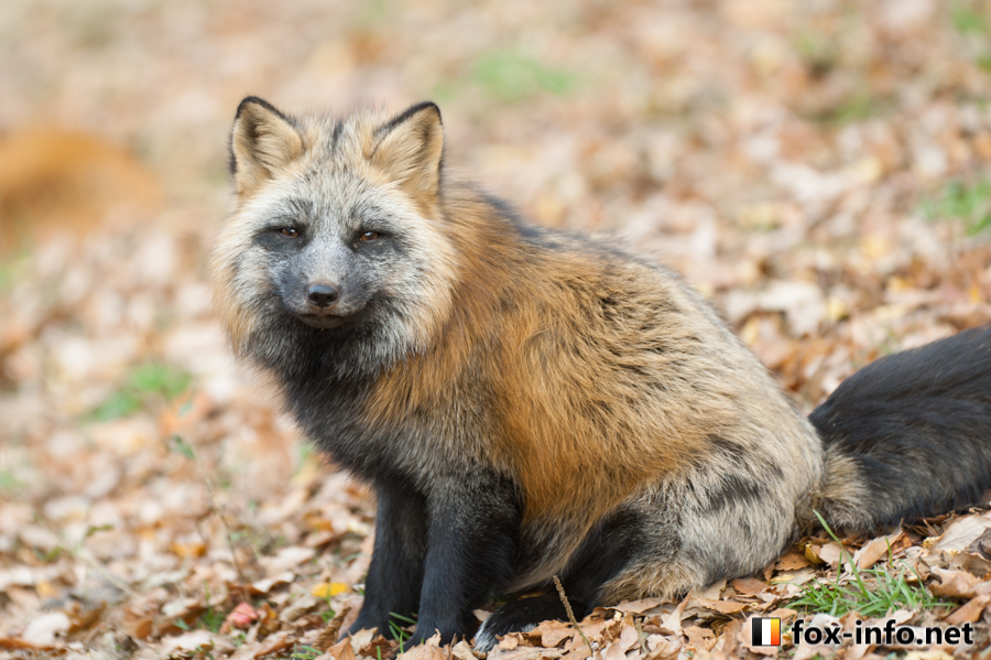 十字ギツネ | キツネコラム | キツネ写真館