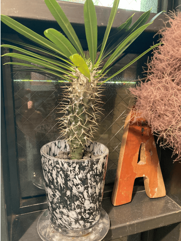 ガラス鉢の新商品が入荷しました！ - 花の資材屋ホワイエ