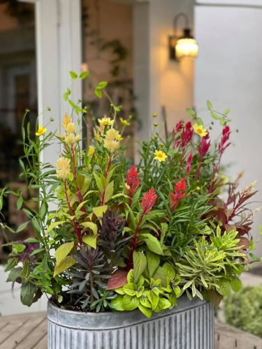 きりしまの秋』を寄せ植えに - GARDENS（ガーデンズ） | 香川県高松市