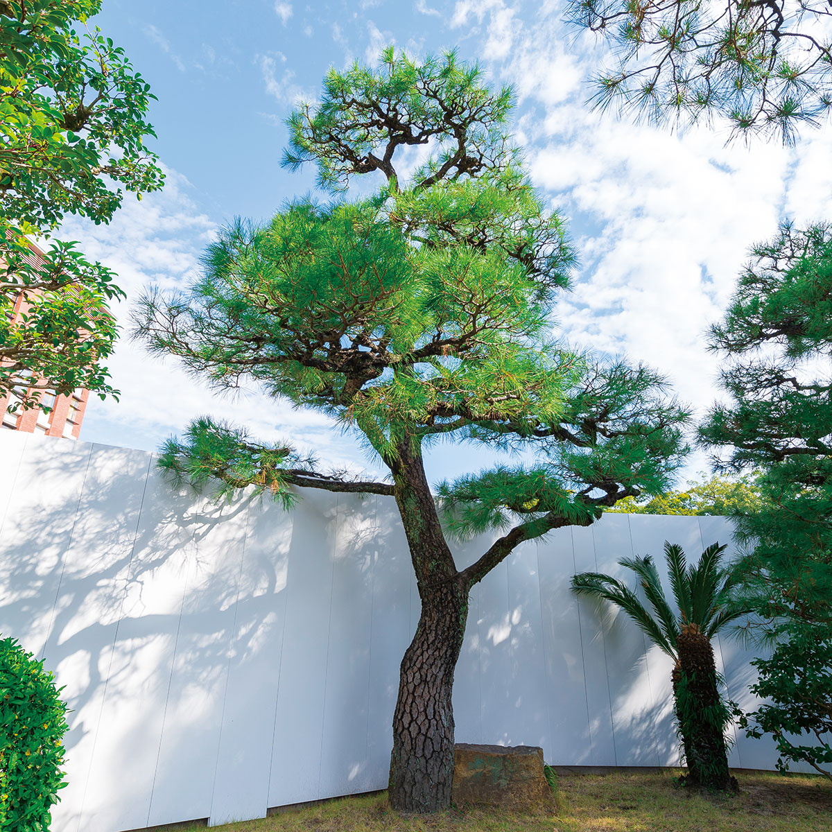 被爆樹木 ソメイヨシノ/クロマツ