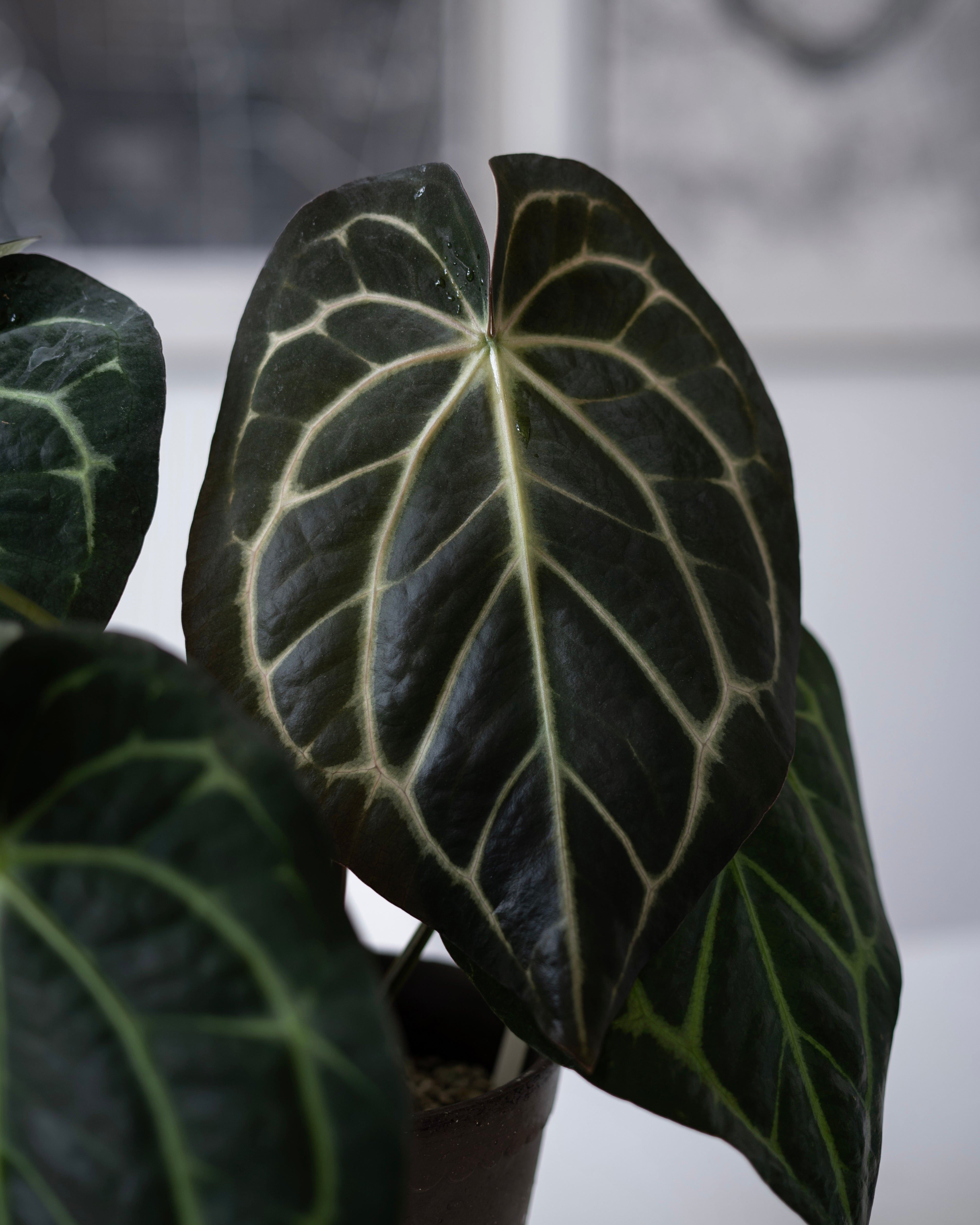 NSE Anthurium Carlablackiae X Tezula Anthurium Red Crystallinum