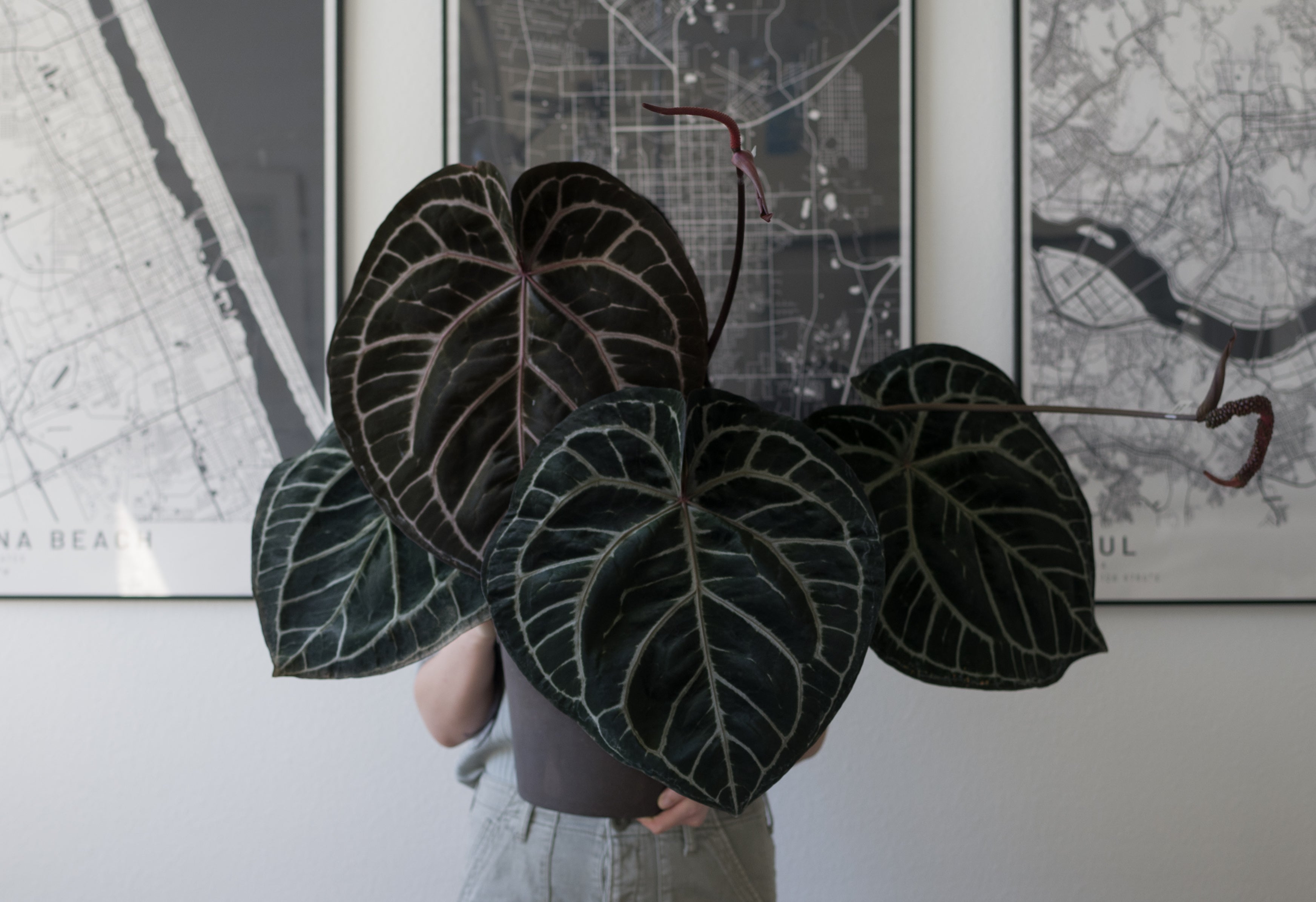 NSE Anthurium Carlablackiae X Tezula Anthurium Red Crystallinum