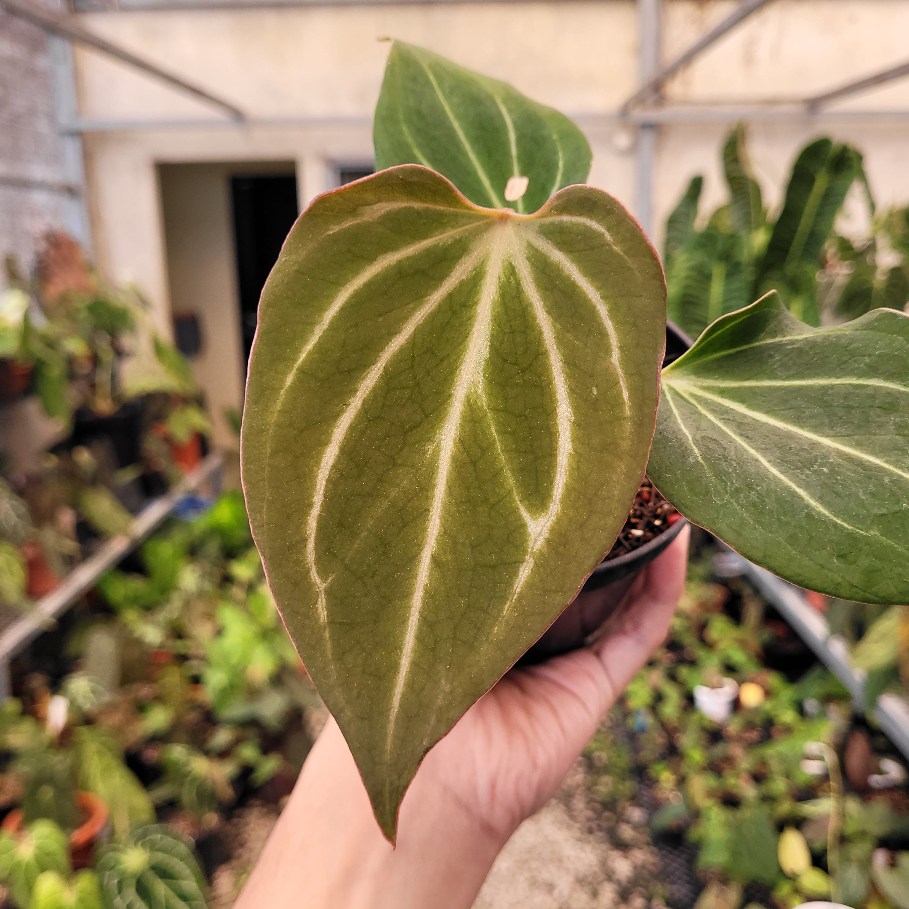 Anthurium King of Spades Butterfly – Greenspaces.id