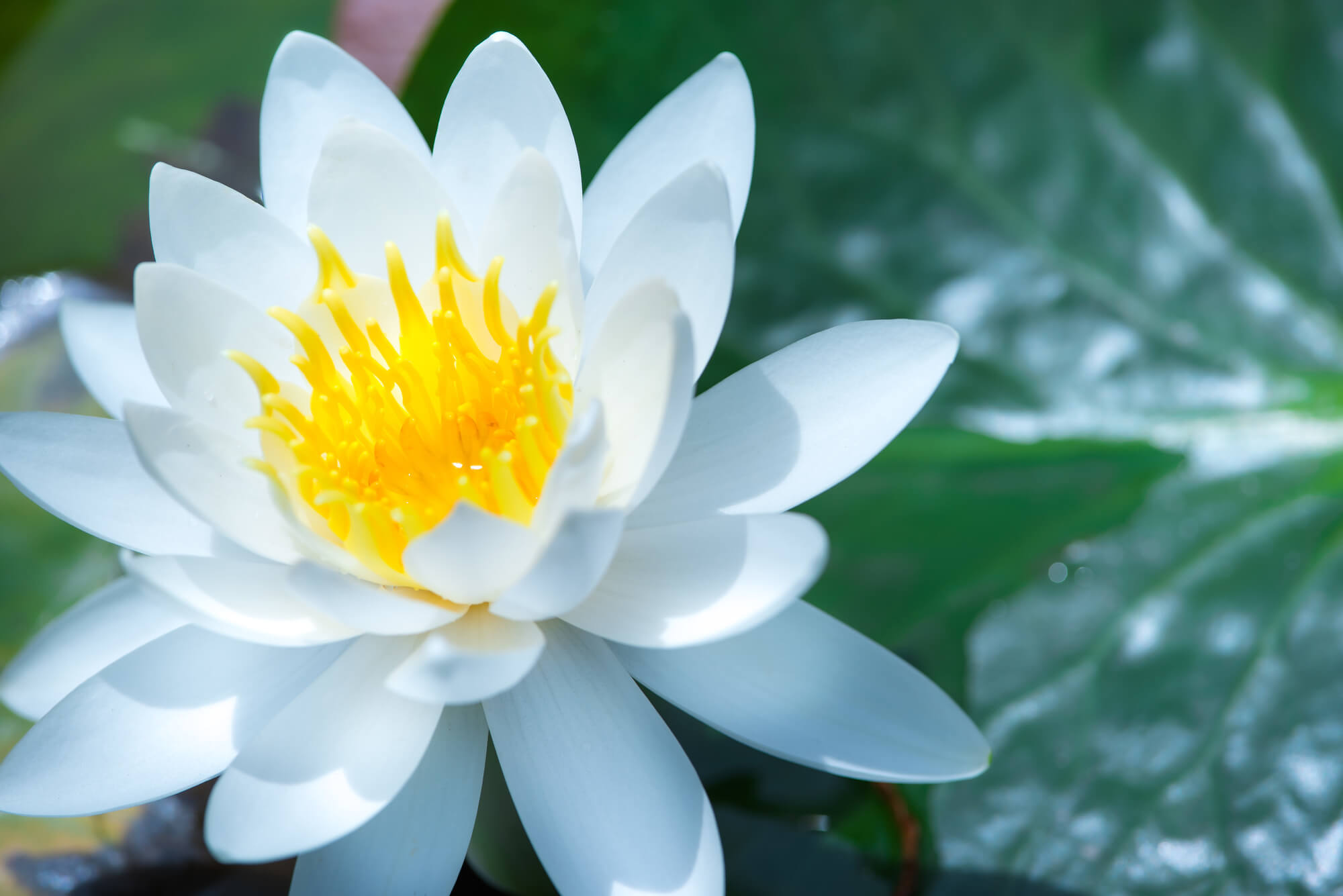 睡蓮の花言葉は信頼 | 花言葉わかるサイト【はなこと 】