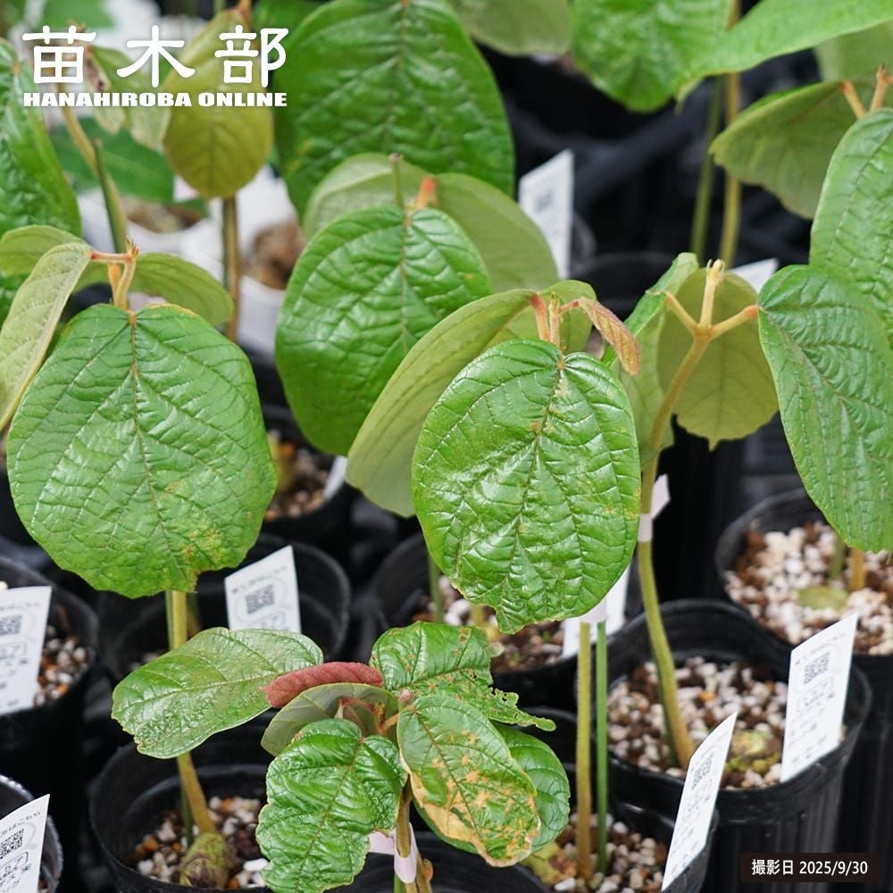 オリーブ カリフォルニアクイーン 苗 販売 苗木部 By 花ひろばオンライン