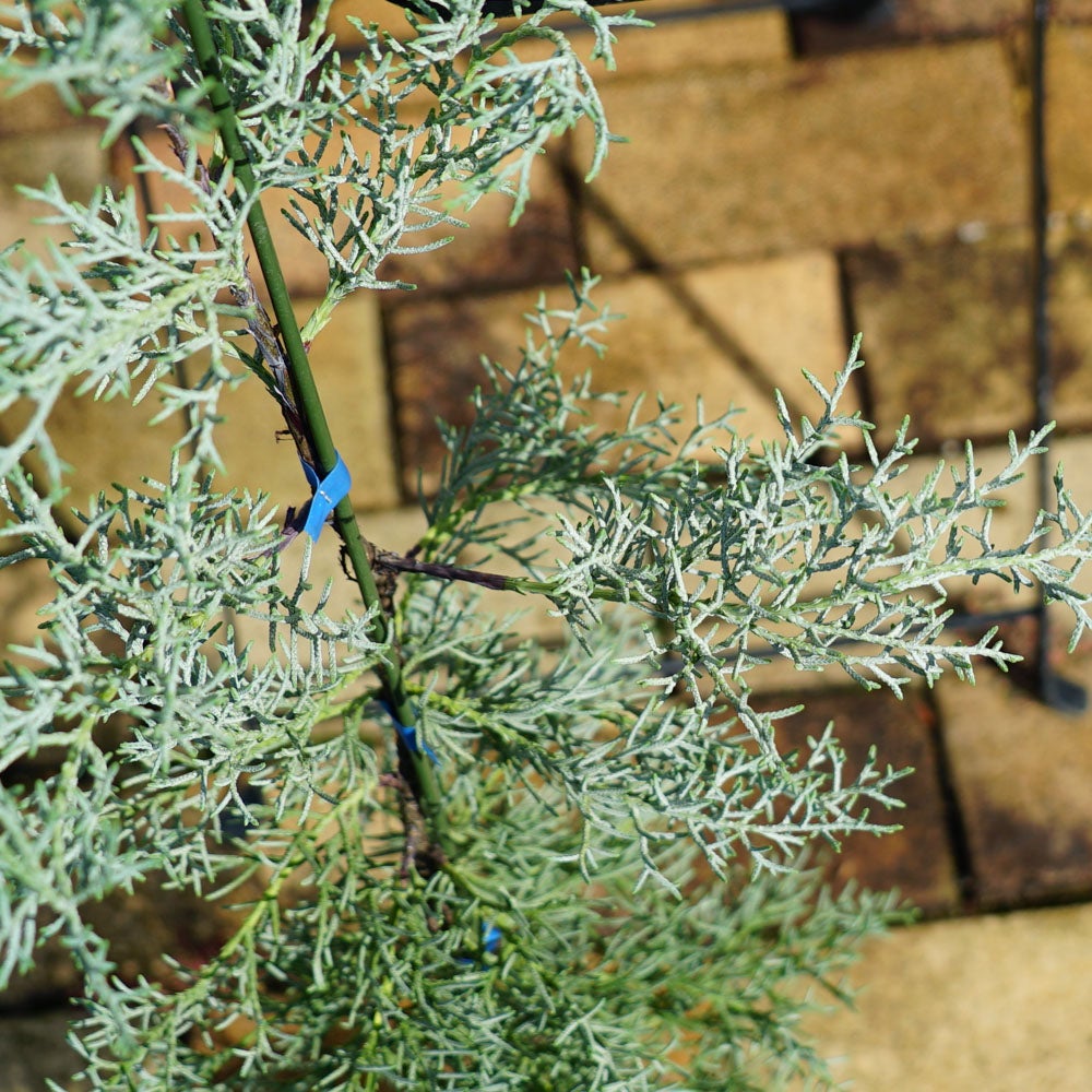 000000002781-02.jpg?size=l&w=