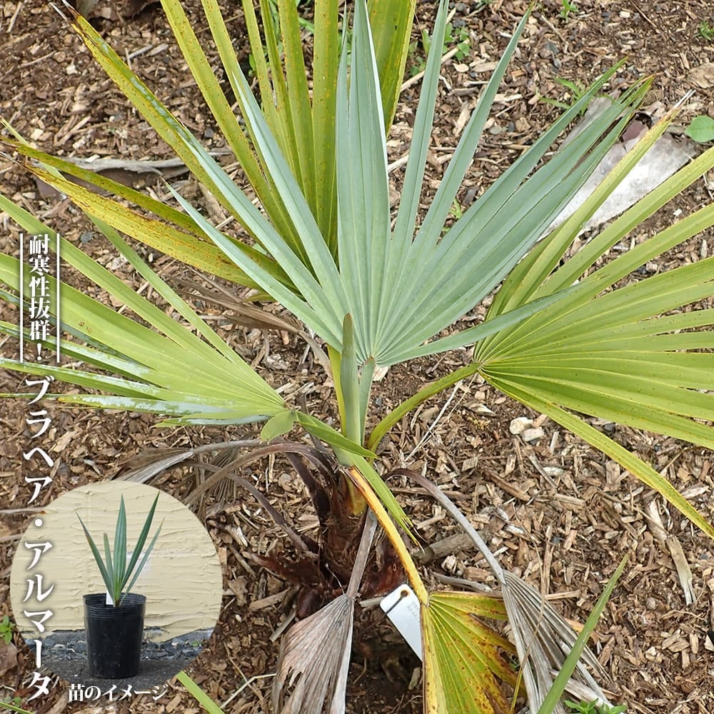 000000107265-01.jpg?size=l&w=