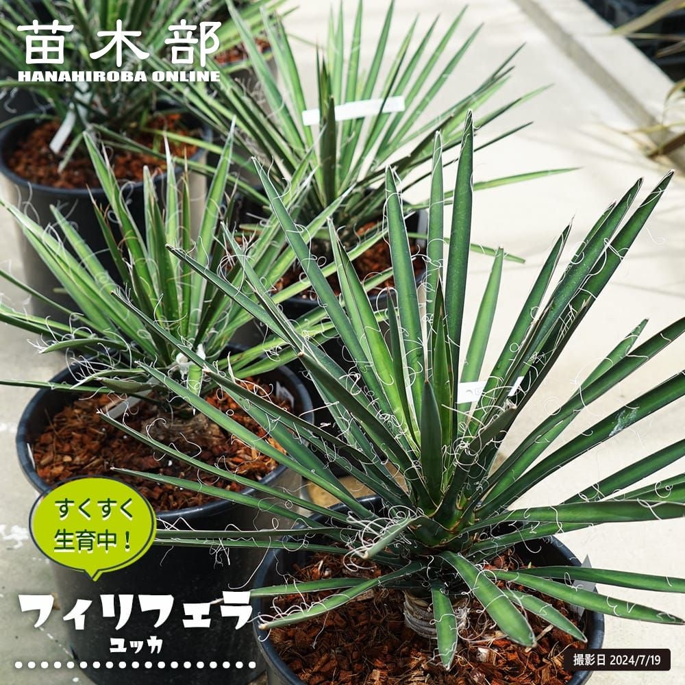 ダシリリオン ロンギシマム 苗 おすすめ 苗木部 By 花ひろばオンライン