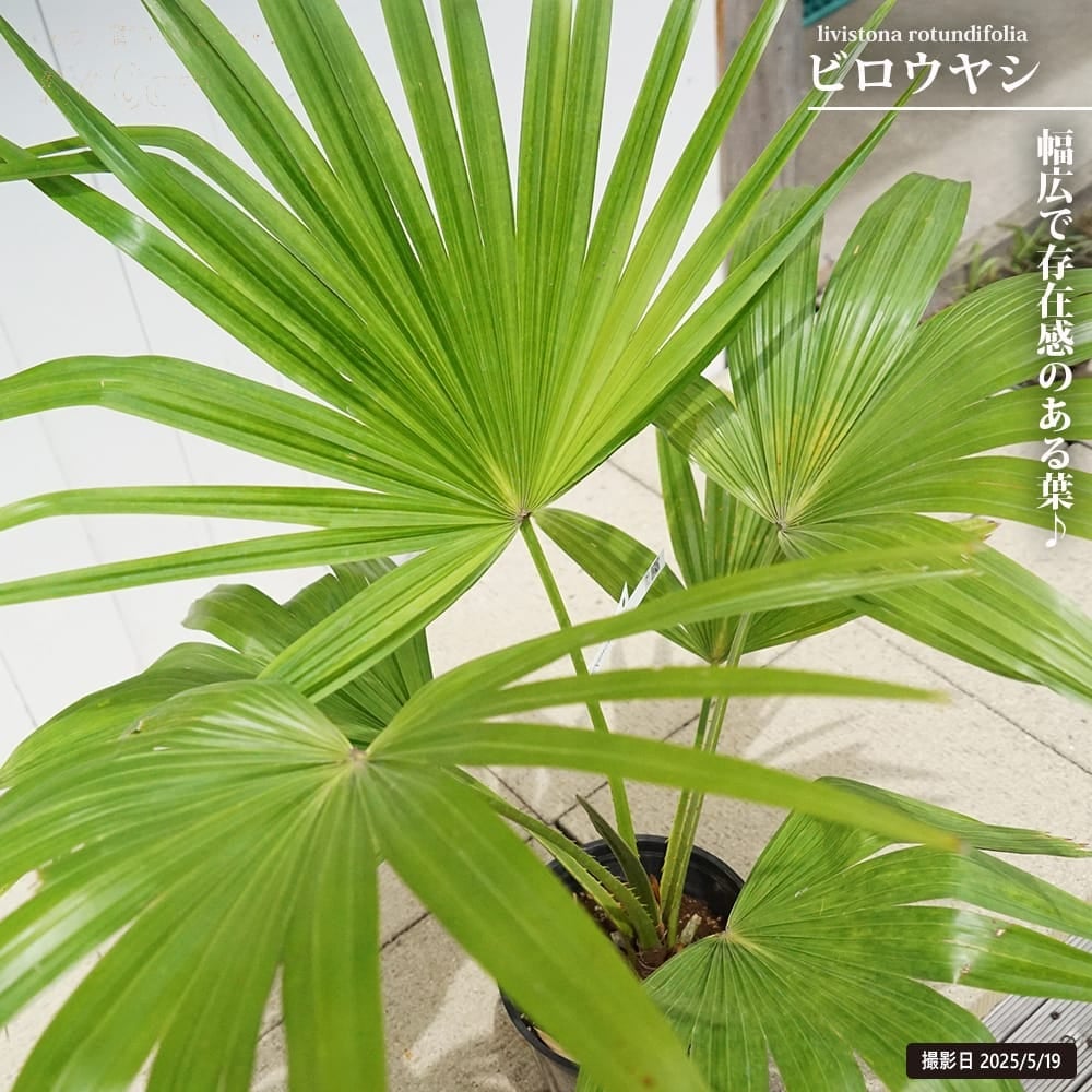 000000131632-01.jpg?size=m&w=