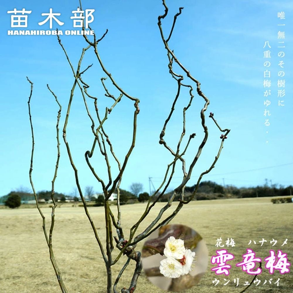 000000036742-01.jpg?size=l&w=