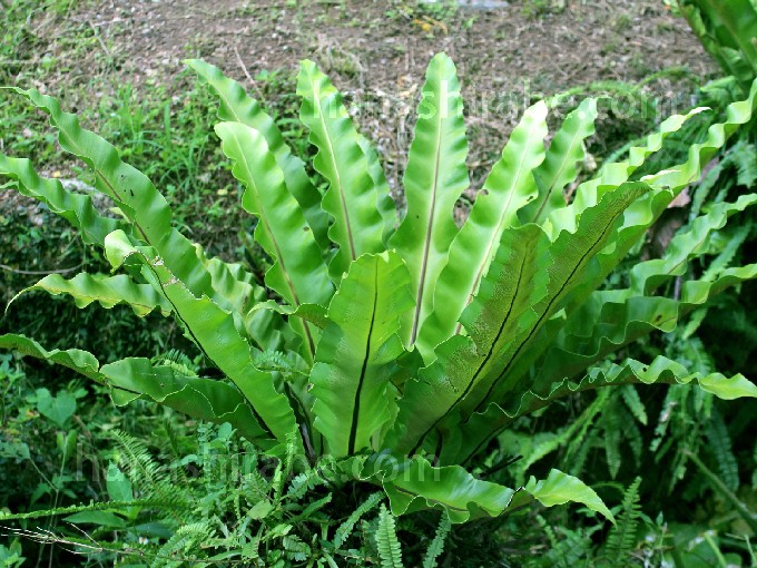 オオタニワタリ-花しらべ-花図鑑