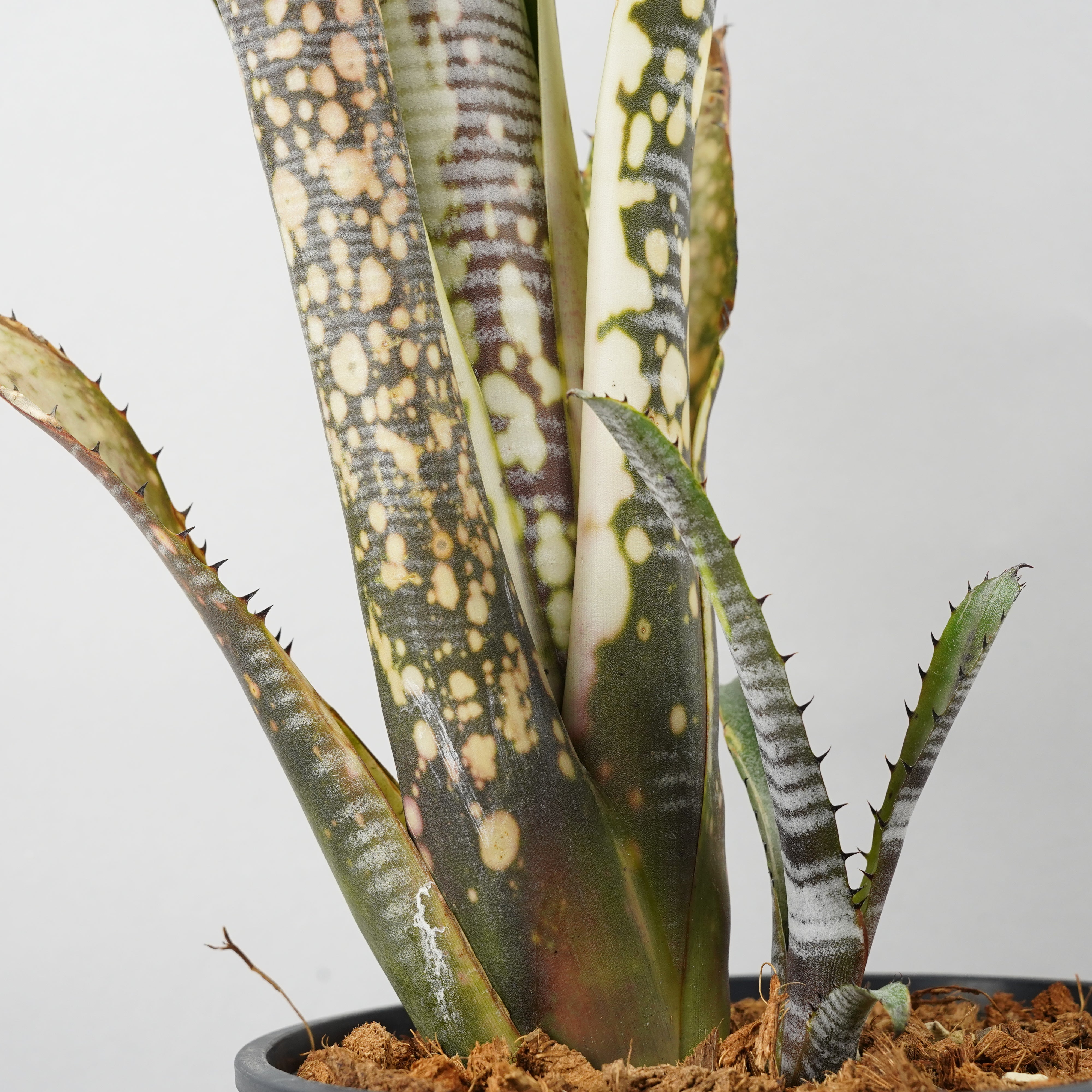 ビルベルギア カルサイト「Billbergia Calcite」/TA0011 – Hachi-8
