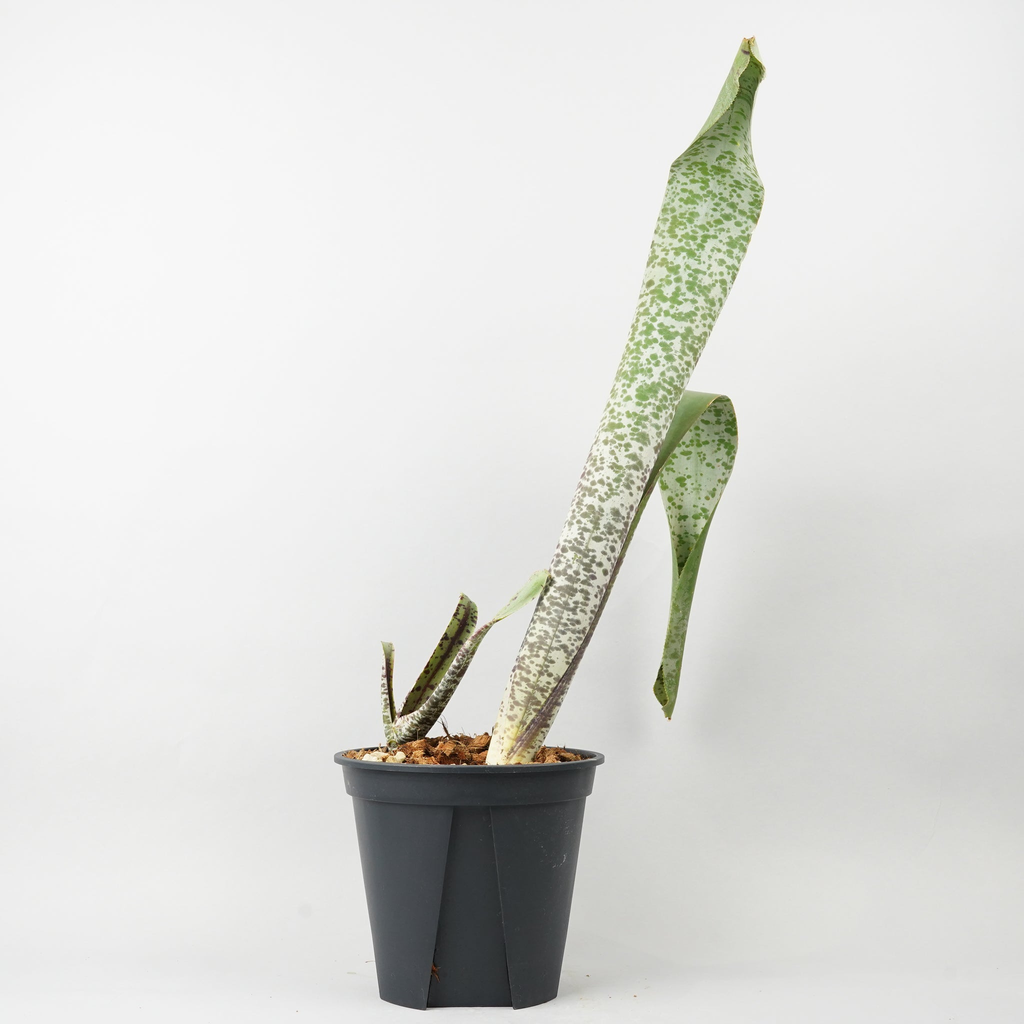 HACHI-8公式】タンクブロメリア – Hachi-8