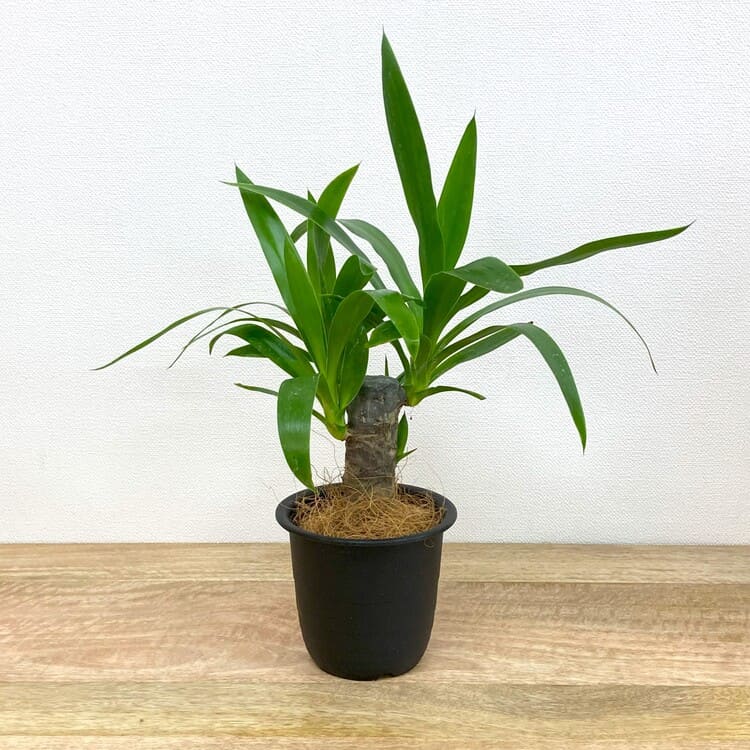 ユッカ・エレファンティペス – 鉢人Green