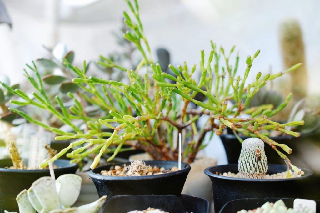 暑さ寒さに強く室内でも育てられる多肉植物リプサリス属の仲間たち