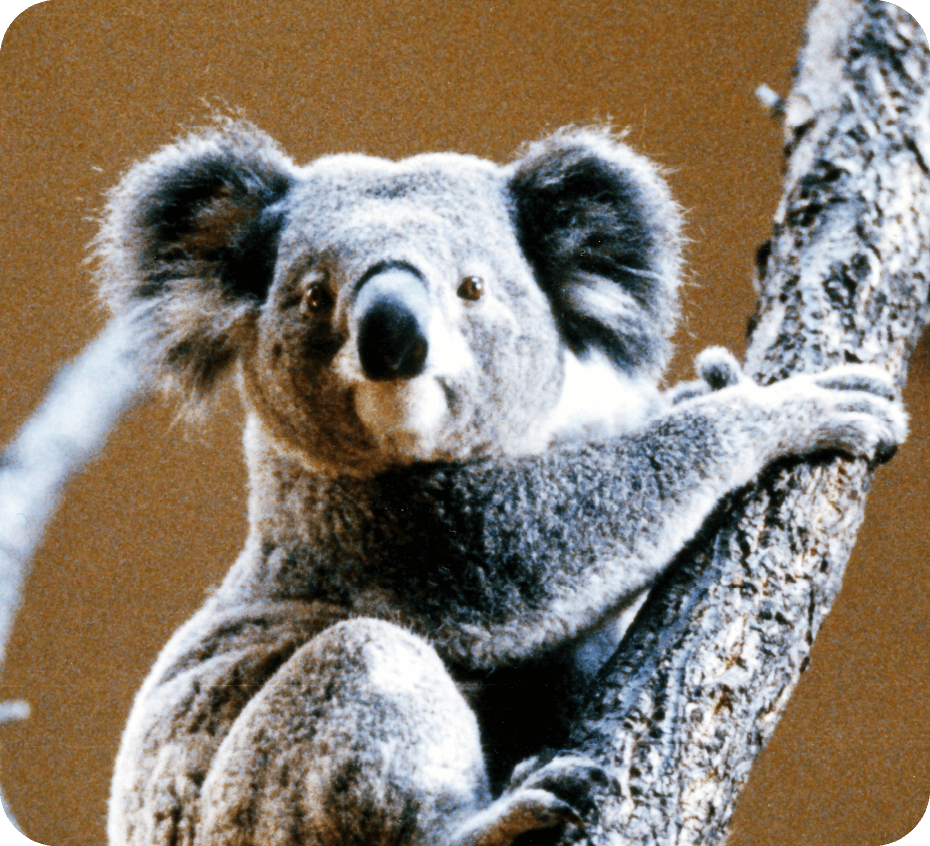 2024年は、東山動植物園コアラ来園40周年！ | 東山動植物園 × ブラザー