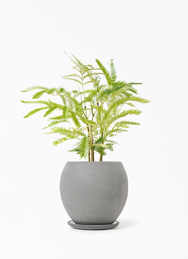 観葉植物 カポック（シェフレラ） 4号 斑入り エッジ ボール ブラック