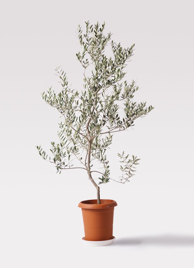 観葉植物 オリーブの木 10号 レッチーノ 竹バスケット 付き / 小倉園