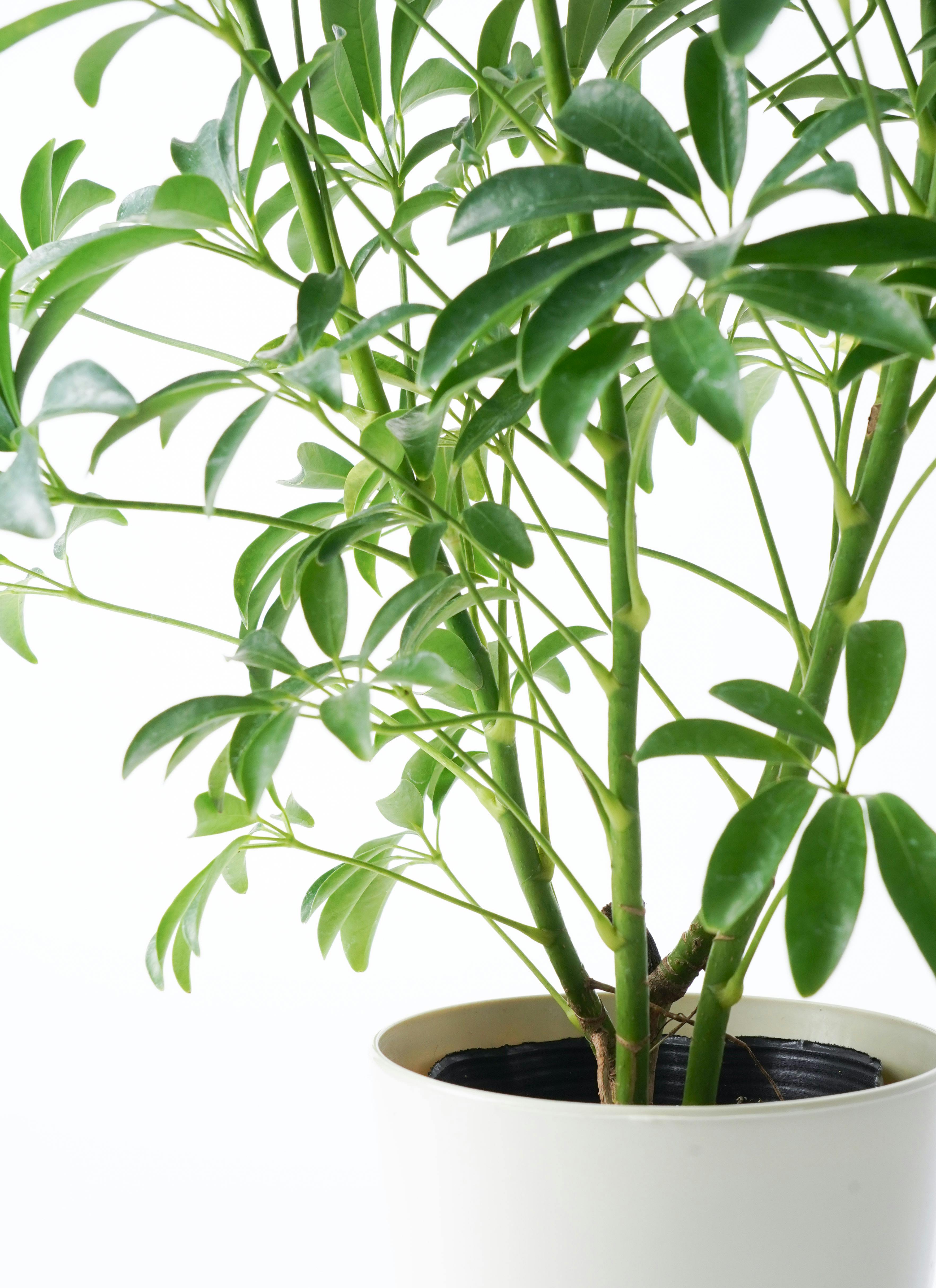 観葉植物 シェフレラ コンパクタ 5号 プラスチック鉢 | 観葉植物なら