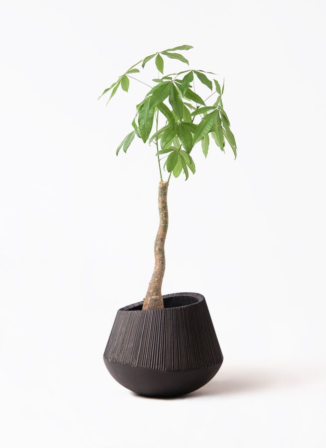 観葉植物 フィカス ベンガレンシス 8号 ストレート エディラウンド 黒