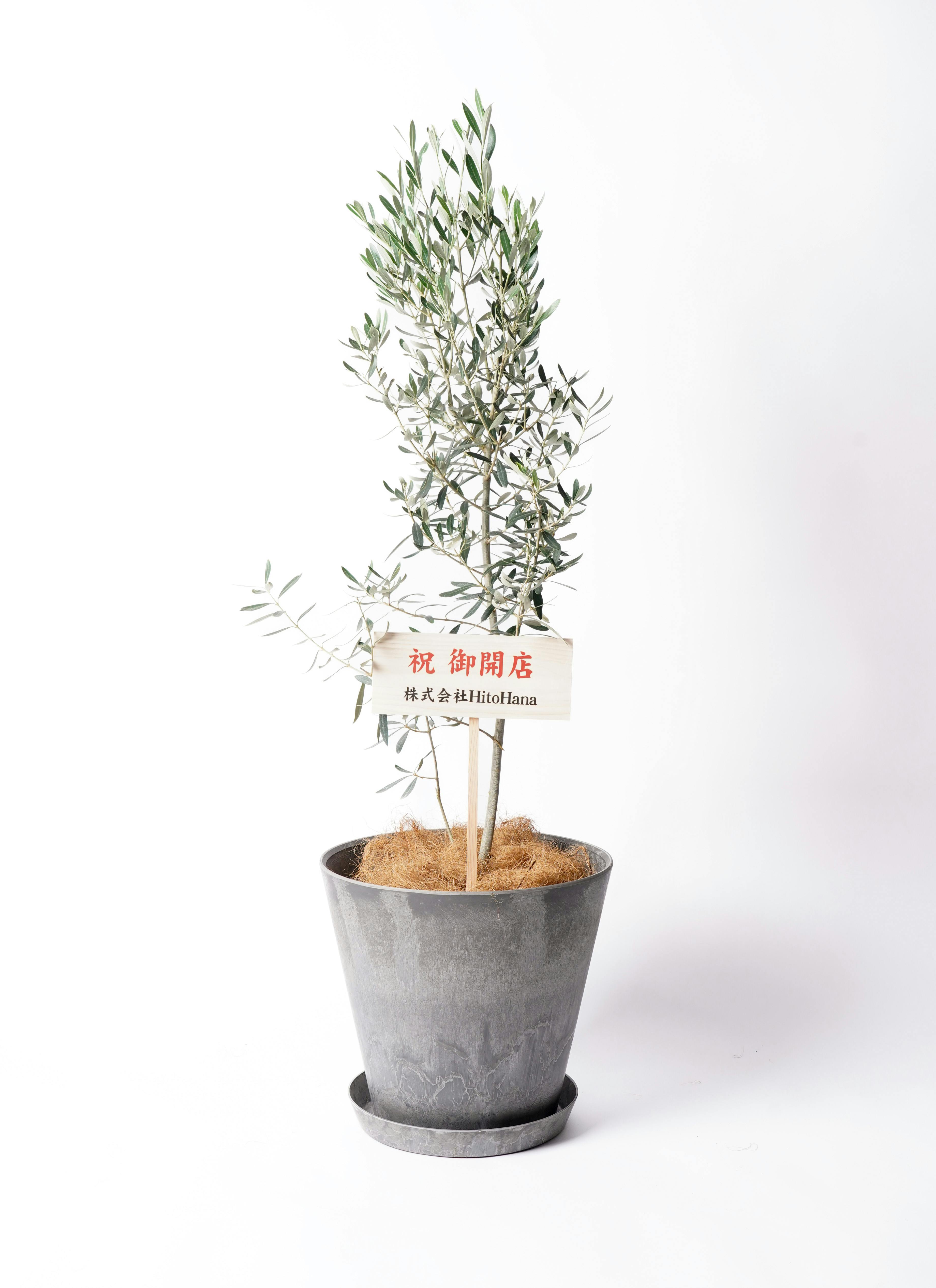観葉植物 オリーブ 【お祝いにおすすめ】 チプレッシーノ 8号 アート