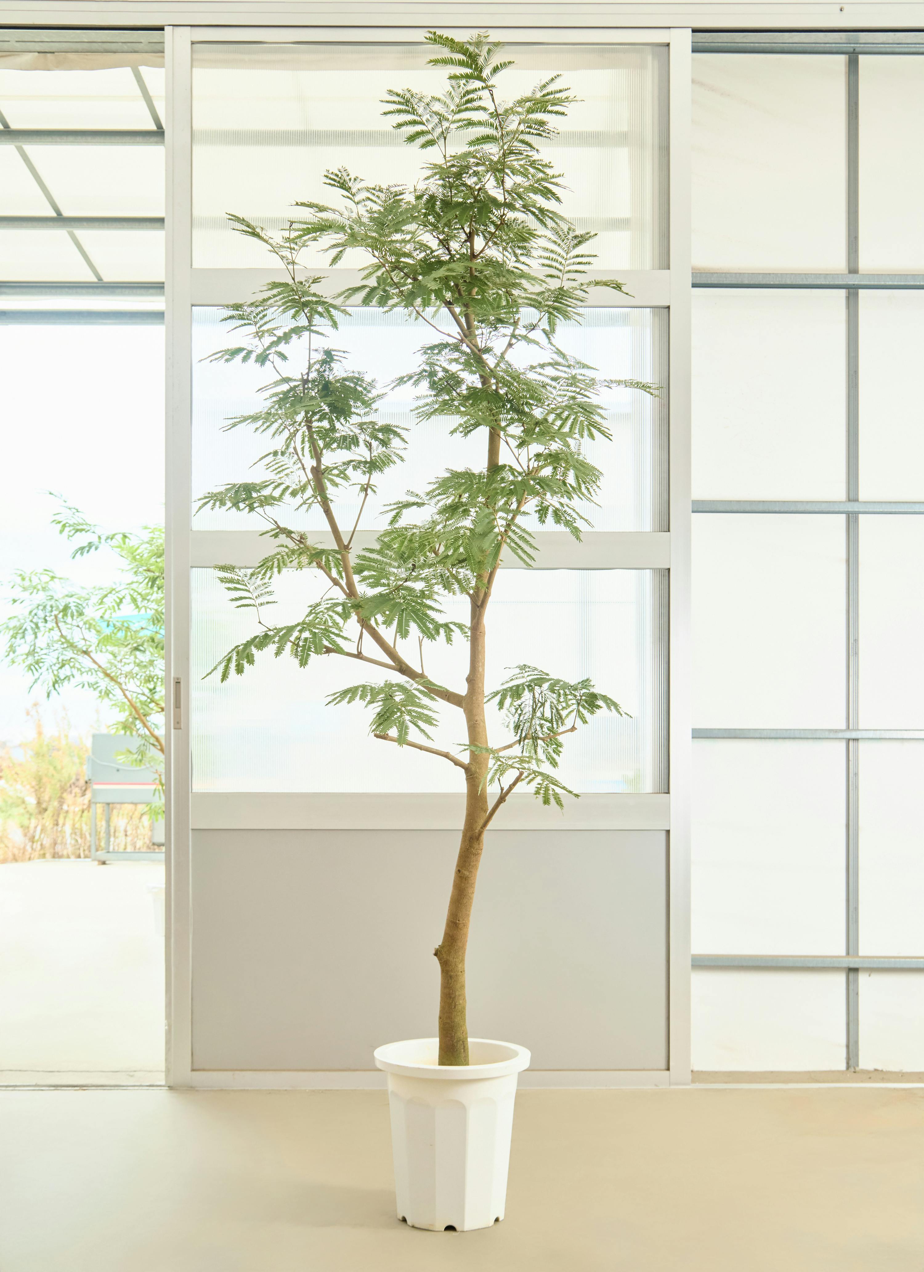 フィカス ベンガレンシス 1点もの（現品・現物） | 観葉植物 | 送料