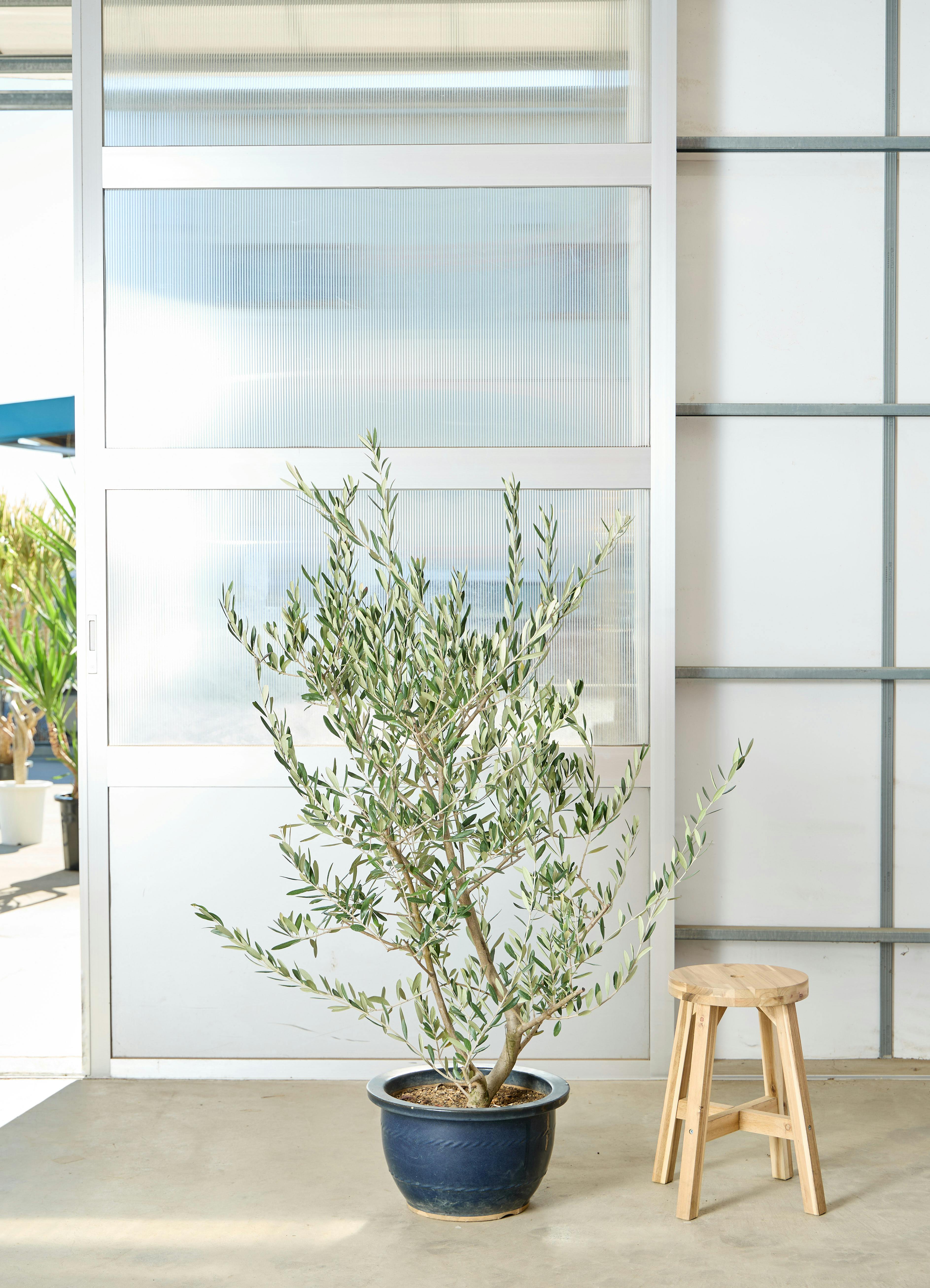 オリーブの木 ミッション | 観葉植物 | 送料無料でお届け - Hitohana