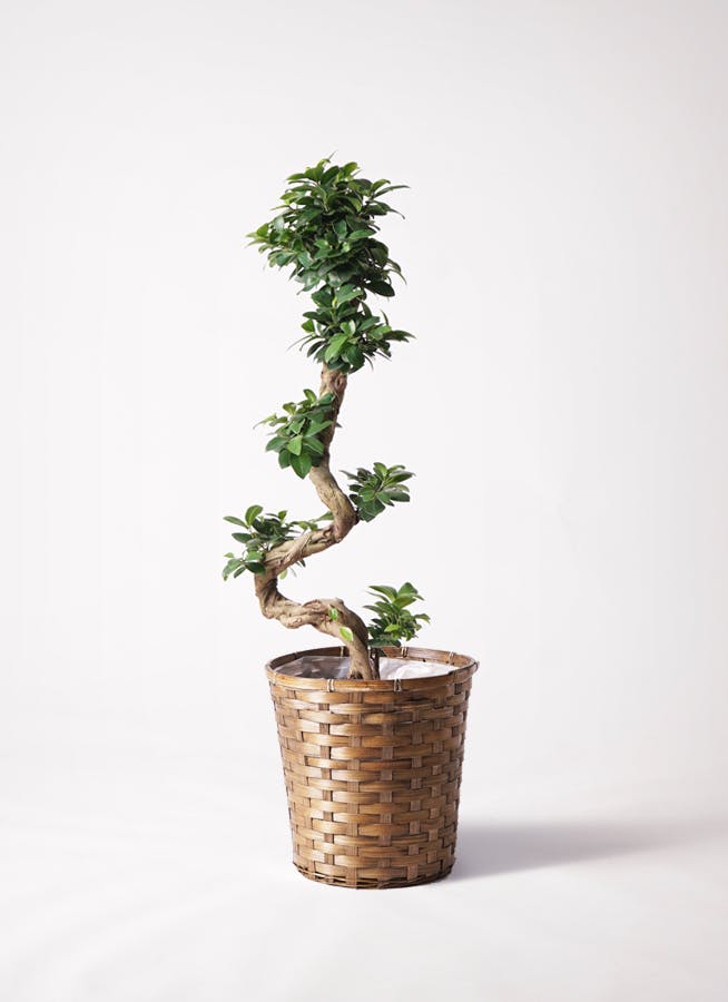 ガジュマル 大型 | 観葉植物通販HitoHana(ひとはな)